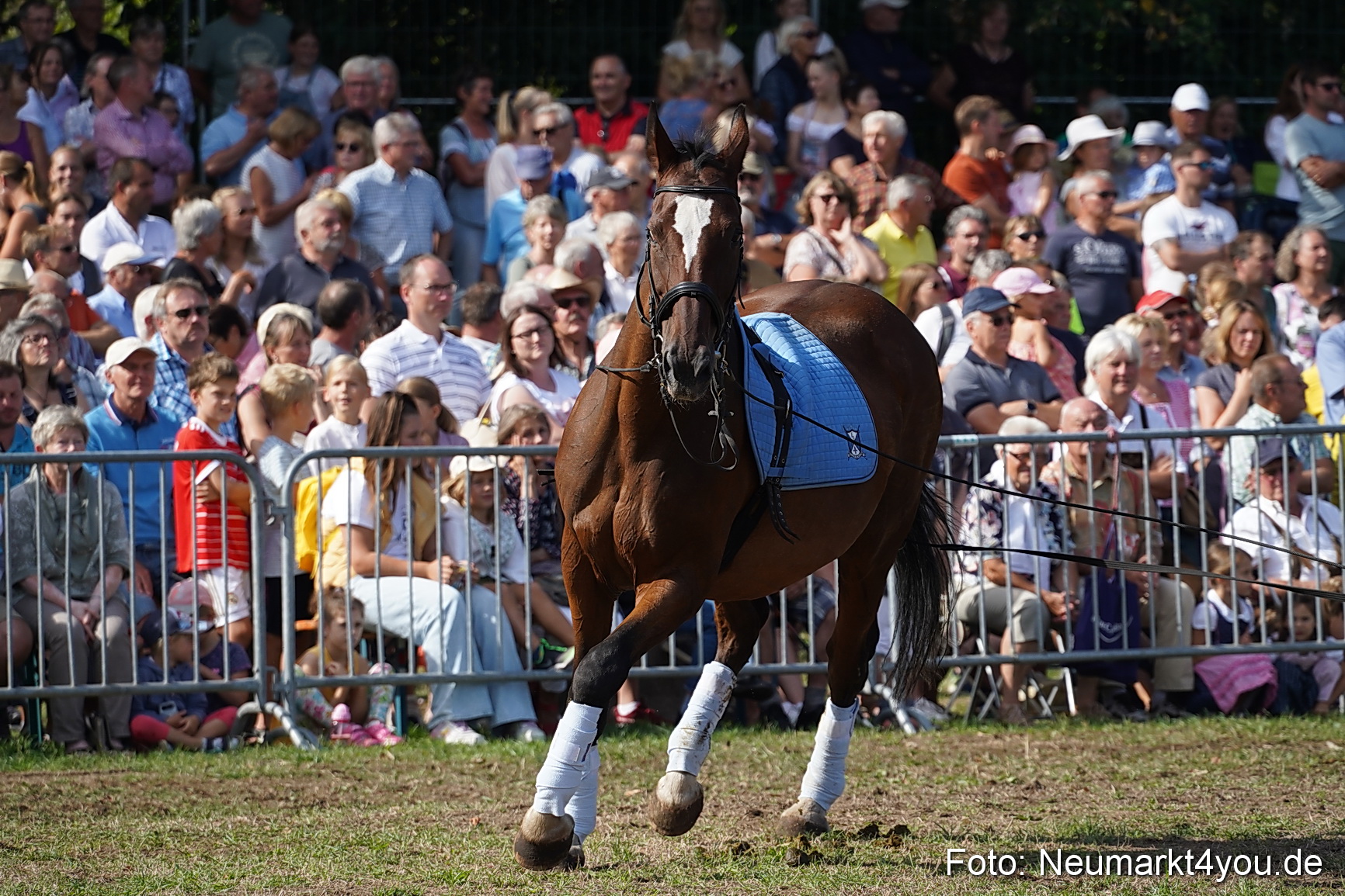 Pferde und Fohlenschau 2022 0176 